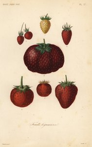 Frutas, frutas leguminosas de Unbekannt