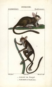 Galago du Senegal y tarsero de Daubenton - Eau forte de Jean Gabriel Pretre (1780-1845), grabado por Carnonkel, para el diccionario de ciencias naturales: mamíferos de Frederic Cuvier, editado por Pierre Jean Francois Turpin (1775-1840), publicado por F.G. de Unbekannter Künstler