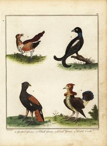 Aves de caza: urogallo moteado, urogallo negro, urogallo de bosque, coco de brezo 1792 (grabado) de Unbekannter Künstler
