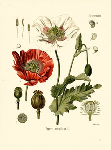 Amapola de jardín (litografía en color) de Unbekannter Künstler