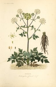 Angélica de jardín o apio silvestre, Angelica archangelica