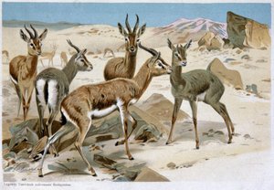 Gacelas, principios del siglo XX (litografía) de Unbekannter Künstler