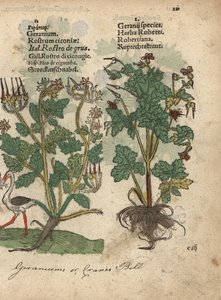 Geranio o cranesbill, Geranium species, y Herb Robert, Geranium robertianum. Grabado en madera coloreado a mano de una ilustración botánica del Krauterbuch, or Herbal, de Adam Lonicer, Fráncfort. de Unbekannter Künstler