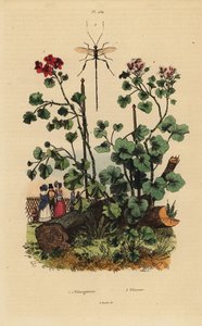 Especies de geranio, Pelargonium daveyanum 1 y Pelargonium macranthon 2