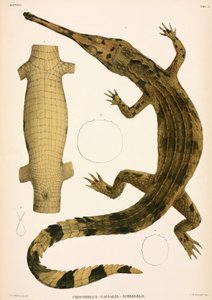 Gharial, Indonesia de Unbekannter Künstler