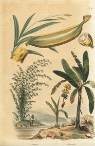 Planta de bambú espinoso gigante, Bambusa bambos (Bambos arundinacea) y árbol de plátano con fruta y sección transversal, Musa paradisiaca de Unbekannt