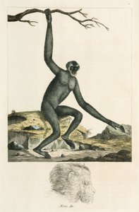 Gibbon de Unbekannter Künstler