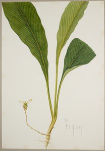 Jengibre