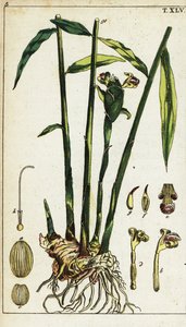Planta y raíz de jengibre, Zingiber officinale.