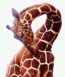 Jirafa, Sarara, 2017 (fotografía) de Unbekannter Künstler