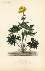 Botón de oro, Trollius europaeus de Unbekannt
