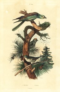 Reyezuelo sencillo, Regulus regulus, y carraca europea, Coracias garrulus de Unbekannt