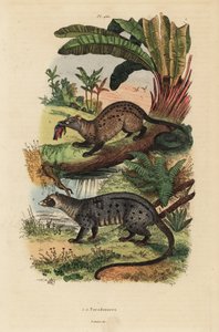 Civeta de palma dorada, Paradoxurus zeylonensis 1 y civeta de palma asiática, Paradoxurus hermaphroditus 2