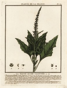 El buen rey Enrique, Chenopodium bonus-henricus. de Unbekannter Künstler