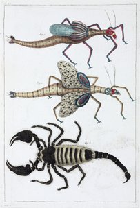 Saltamontes y escorpión de Unbekannt
