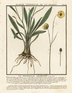 Ranúnculo de hojas herbáceas, Ranunculus gramineus. de Unbekannter Künstler