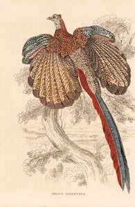 Faisán argus grande, Argusianus argus (Argus giganteus). Litografía coloreada a mano de la Galería de Historia Natural de Georg Friedrich Treitschke, Naturhistorischer Bildersaal des Thierreiches, Liepzig.