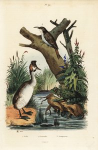 Somormujo lavanco, Podiceps cristatus 1, rana verde, Pelophylax esculentus 2, y trepador euroasiático, Certhia familiaris 3 de Unbekannt