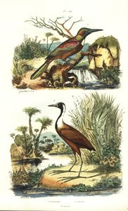 Gran jacamar, Jacamerops aureus, y jacana del norte, Jacana spinosa de Unbekannt