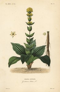 Genciana amarilla grande, Gentiana lutea de Unbekannt