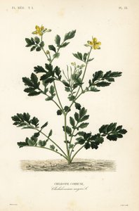 Celidonia mayor, Chelidonium majus de Unbekannt