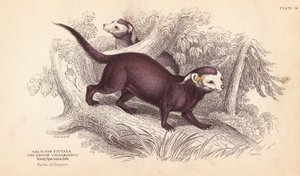 Gallictis vittata. Grabado en acero coloreado a mano por Lizars a partir de una ilustración de Charles Hamilton Smith de la Biblioteca del Naturalista de William Jardine, Edimburgo. de Unbekannter Künstler