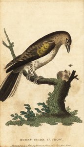 Mayor guía de la miel, Indicador de la señal. ,1800 (grabado) de Unbekannter Künstler