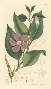 Greater periwinkle, Vinca major (grande periwinkle) Grabado en cobre coloreado a mano según un dibujo de James Sowerby para English Botany de James Smith. de Unbekannter Künstler