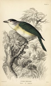 Pachyramphus viridis (Pachyrhynchus cuvierii). Grabado en acero coloreado a mano por William Lizars a partir de una ilustración de William Swainson de la Naturalist