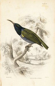 Mirlo de cabeza verde (Baja Guinea), Cyanomitra verticalis cyanocephala (Cinnyris chloronotus). Grabado en acero coloreado a mano por William Lizars según William Swainson de la Naturalist