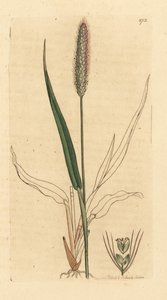 Setaria viridis (Panicum viride) Grabado en cobre coloreado a mano según un dibujo de James Sowerby para la Botánica inglesa de James Smith de Unbekannter Künstler