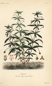 Violeta verde o flor jorobada, Hybanthus calceolaria, Pombalia ipecacuanha de Unbekannt