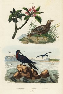 Francolín de alas grises, Scleroptila afra, gran fragata, Fregata minor, y frangipani rojo, Plumeria rubra de Unbekannt