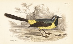 Lavandera gris, Motacilla cinerea. 1889 (grabado) de Unbekannter Künstler