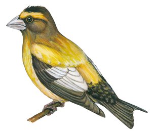 Gros bec errant - Picogordo vespertino (Coccothraustes vespertinus) de Unbekannter Künstler