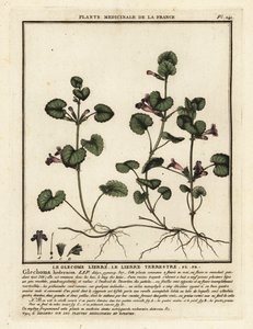Hiedra terrestre, Glechoma hederacea. de Unbekannter Künstler