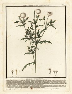 Senecio vulgaris. de Unbekannter Künstler