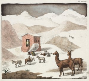 Guanacos, Valle de las Cuevas, Cordillera de los Andes, Chile de Unbekannter Künstler