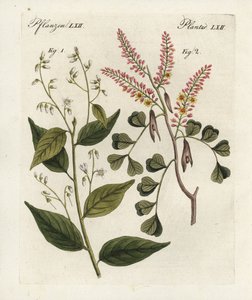Styrax benzoin 1 y Haematoxylon campechianum 2. Grabado en cobre coloreado a mano del "Bilderbuch fur Kinder" (Libro ilustrado para niños) de Bertuch, Weimar. de Unbekannter Künstler