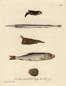 Gurnard, Chelidonichthys species 1, pez aguja, Belone belone 2, pez vaca de cuernos largos, Lactoria cornuta 3, arenque, Clupea harengus 4, y pez puercoespín de pocas espinas, Chilomycterus reticulatus 5. Grabado en cobre coloreado a mano según una ilustra de Unbekannter Künstler