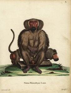Babuino hamadryas, Papio hamadryas. Simia hamadryas Linn. Grabado en cobre coloreado a mano por Tyroff a partir de una ilustración de George Edwards de Johann Christian Daniel Schreber