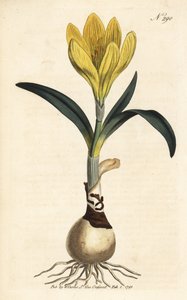 Cosechadora - Narciso de otoño, Sternbergia lutea (Amarilis amarilla, Amaryllis lutea) - Grabado en cobre coloreado a mano de la Revista Botánica de William Curtis, Londres. de Unbekannter Künstler