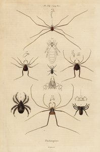 Opiliones, segadores o arañas patonas de Unbekannt