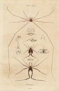 Opiliones, segadores o arañas patonas de Unbekannt