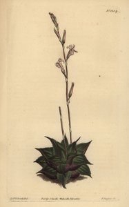Haworthia mirabilis (Aloe de cojín de hojas rugosas, Aloe mirabilis) de Unbekannt