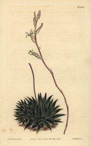 Haworthia pumila o Tulista pumila (Aloe de araña de hojas oscuras, Aloe arachnoides pumila) de Unbekannt