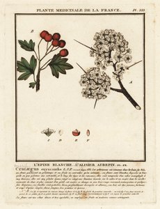 Espino blanco, Crataegus rhipidophylla de Unbekannter Künstler