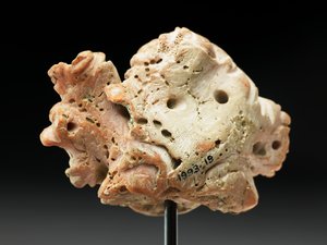 Cabeza de Medusa, de Bactria o Gandhara, siglo II-I a.C. de Unbekannt