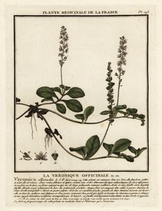 Heath verónica, Veronica officinalis. de Unbekannter Künstler