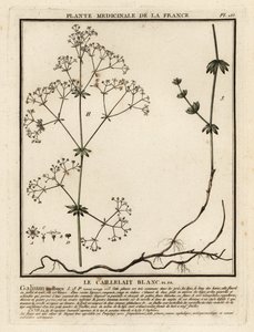 Cercos de la hierba, Galium mollugo. de Unbekannter Künstler
